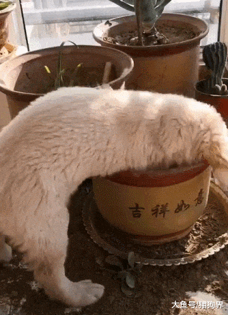 主人忘关阳台门, 盆栽被狗子刨空, 狗狗: 哎? 我上次藏的鸡腿儿呢