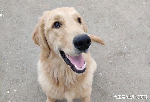金毛现在七个月了, 网友: 不正常, 个头太小了!
