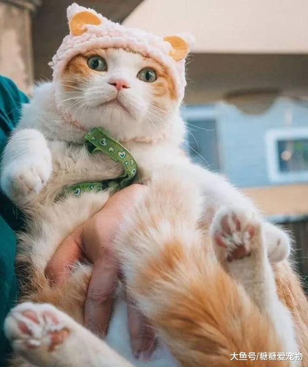 韩国一橘猫被奶奶“关怀”长大, 奇特画风爆红网络, 网友: 好有爱