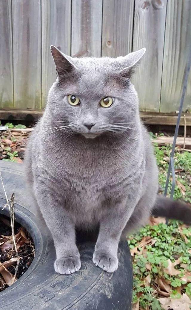 妹子搬进新家之后懵了: 这个社区还给住户送猫呢?