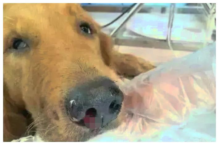 自从狗狗迷上一群小鸡, 它的生活是充实了, 可是委屈也不定时出现