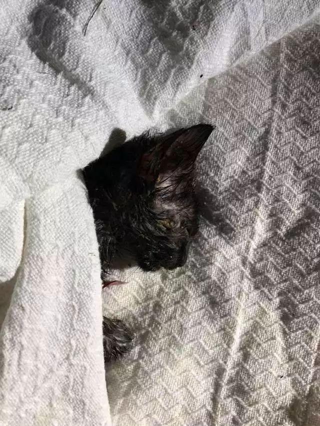 警察在被遗弃的垃圾袋里, 发现了一只被虐待濒死的小黑猫!
