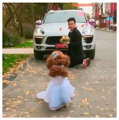 主人假装给狗狗一场婚礼, 狗狗也许是觉醒了: 你这个坏男人