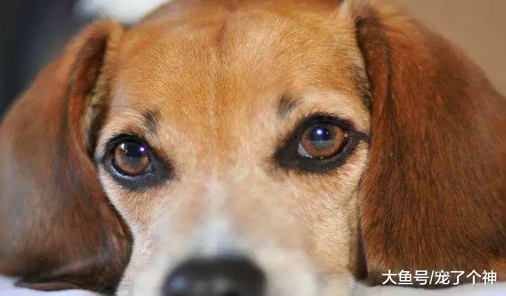 养狗后只让它在笼子里活动? 求你了, 别养狗!