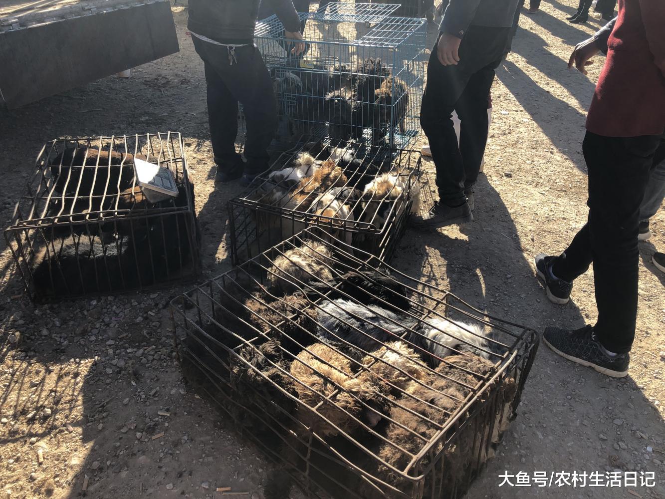 狗主人被遗弃后的宠物狗, 商贩6元一斤收购, 场面让人心疼!