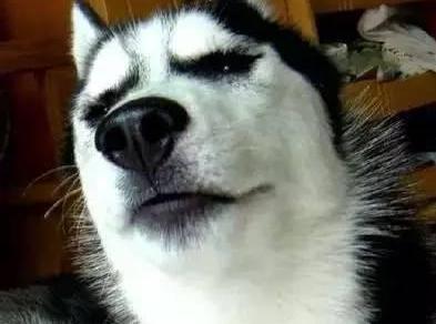 养哈士奇的5种“危害”, 看完你还敢养吗?