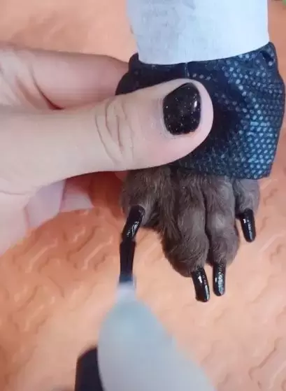 宠主给狗狗做美甲, 网友: 这主人, 真是闲的没事干吗