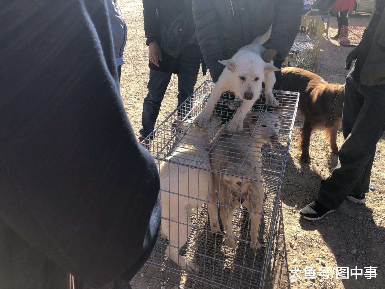 狗市: 男子按照“4块”批发广西猎犬, 遭到商贩拒绝!