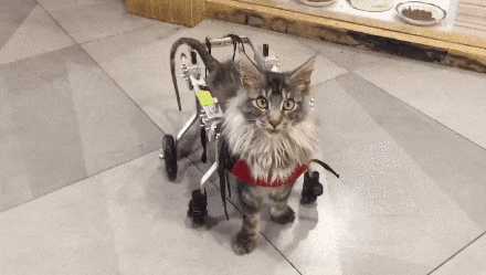 弃养等同于谋杀! 在国外, 这些重罪的行为, 在我们国家每天都在发生