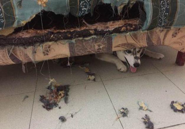 哈士奇把床挖出了一个大洞, 气的主人直接动手把二哈嘴巴给绑住