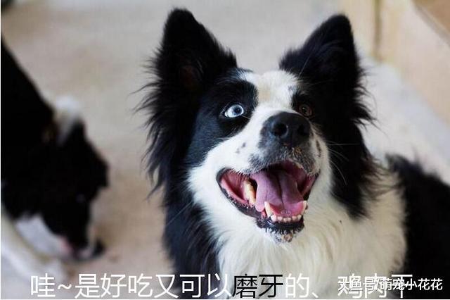 说边牧难养的, 却不知道有这4个好处, 养了没后悔过!