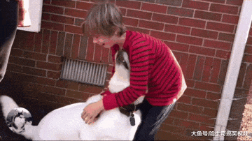 爱犬走丢一年, 再次相见男孩抱着它痛哭, 主人: 他们是兄弟