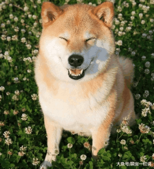 关于《忠犬八公》里面的秋田犬狗狗介绍, 你知道的有多少呢