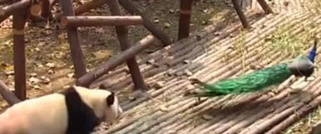 大熊猫想拔孔雀的毛, 愣是追了一路, 孔雀气哭: 国宝就能为所欲为
