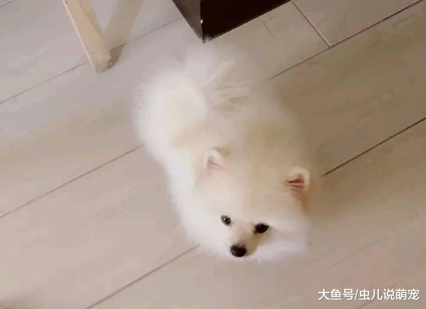 女孩只要在家博美就让她抱着, 如果女孩不抱它, 它就一直……