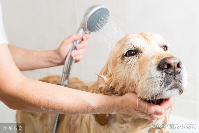 秋季帮狗狗洗澡, 劝你别犯一下禁区!
