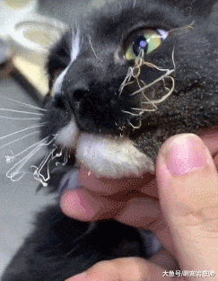 猫咪把电线咬破了, 结果它的胡子都被烧焦了, 心疼它一秒钟!