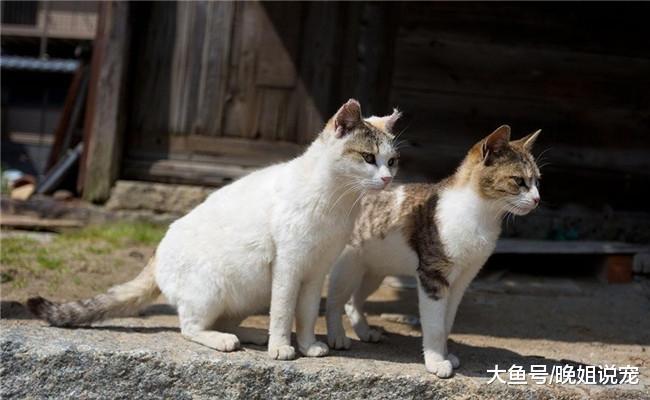 收养流浪猫时, 既然收养了就别放手, 不然它会更痛苦