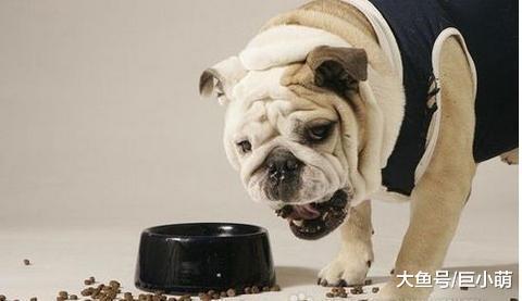 狗狗换粮总是腹泻, 其实都和主人的操作有关, 狗狗: 我腹泻都怪你