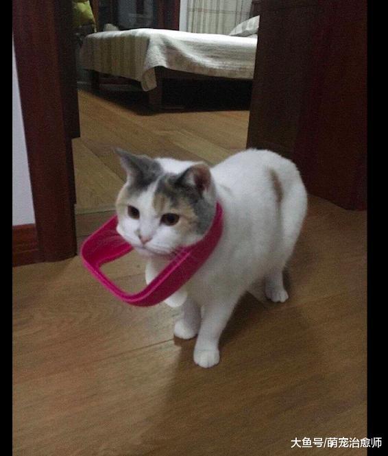 猫咪在家里扒垃圾桶, 结果边框卡在脖子上了, 都是头大惹的祸呀!