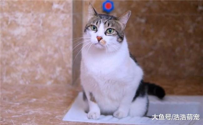 养猫跟养娃真的一样吗? 养猫专家: 说了别不信, 是一样的!