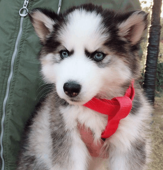 两个多月的小哈士奇早早就“谢顶”变郭达, 却成了小区的网红狗