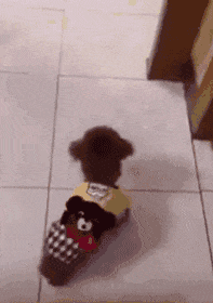 你永远想不到, 一只泰迪会有什么神操作!