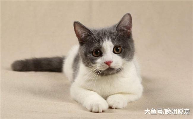 下面五种流浪猫让你选一种带回家, 你会选哪个?