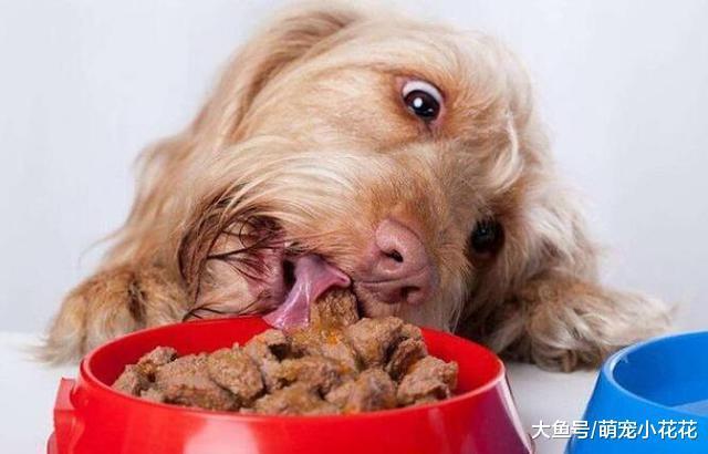 狗狗饮食要注意, 一旦误食这“5种食物”, 可能会丧命!