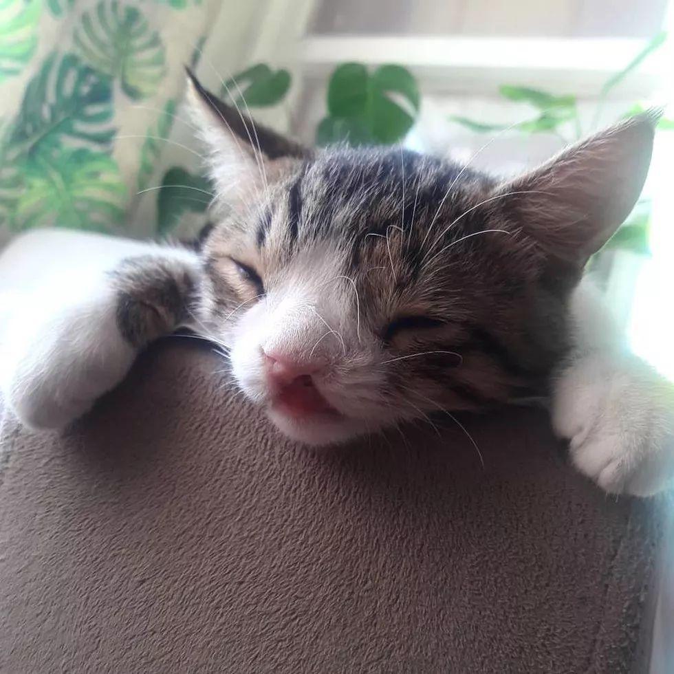 这只猫咪虽然长相特异, 但却拥有独家的睡觉绝技