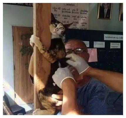 猫咪面对医生的针头, 慌得不成样子了: 那谁, 你还不来速速护驾