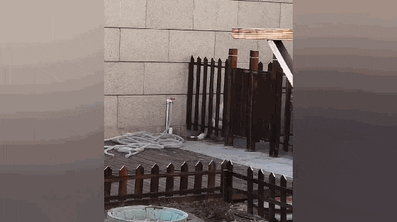 聪明萨摩口渴自己接水喝, 还会拧开水龙头, 网友: 这狗不纯……