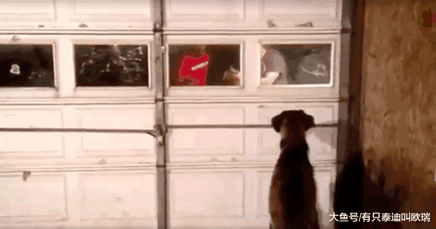 与失踪三年的爱犬重逢, 汪汪流浪了500公里, 这只狗狗和主人重逢的画面真的让人爆哭!