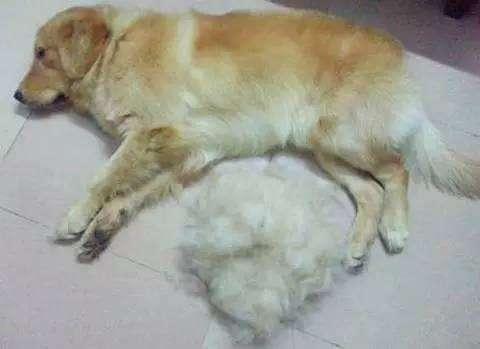 金毛犬真的好养吗? 不要被那些“谎言”骗了, 盘点它的5大缺点!