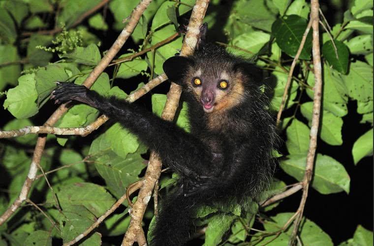 ?自然界有很多长的很随便的动物, 丝毫不注意自己的颜值