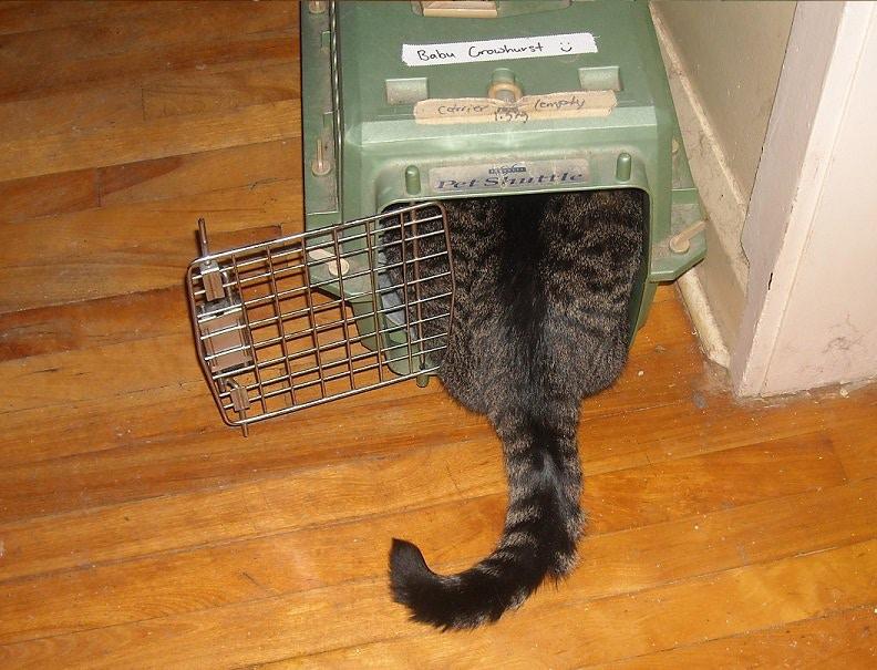 猫星人看医生的千奇百态, 在垃圾桶捞猫是兽医的日常工作