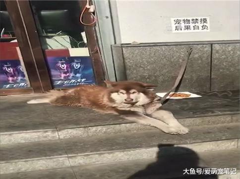 路边看到一只狗狗, 有节奏地晃悠着小jiojio, 网友: 这狗真会享受