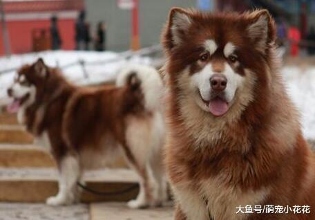 养阿拉斯加犬的“5大危害”, 知道后, 你还敢养吗?