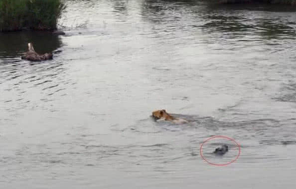 狮子下水游泳, 鳄鱼偷偷跟了上去, 猛地一扑结果让人傻眼了!