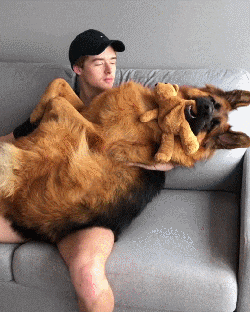 怕吓到人, 狗子居然努力长了一对违和的萌耳朵?