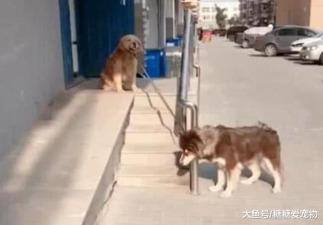主人让金毛看着二哈, 特地把它俩拴在一起, 金毛: 傻狗, 你别乱动