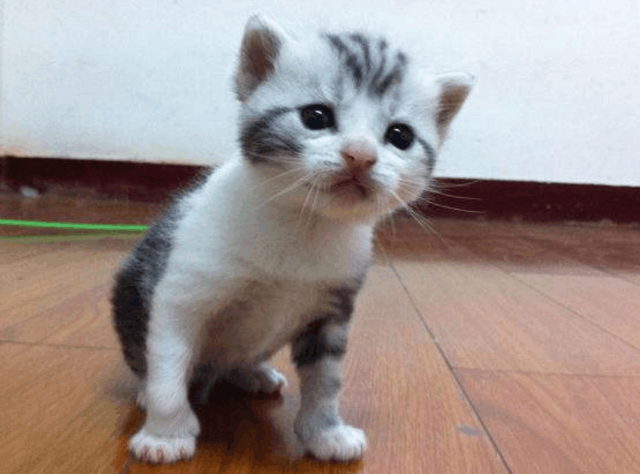 猫咪迷迷糊糊遇到一只大老虎, 旁人都为它担忧, 它的应对堪称情商