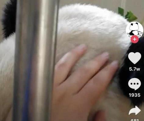 熊猫奶爸直播“撸猫”视频, 网友不淡定了: 我也想撸国宝熊猫
