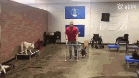 为了不当服务犬, 这只狗真的超拼...网友: 求求你们放过它吧!