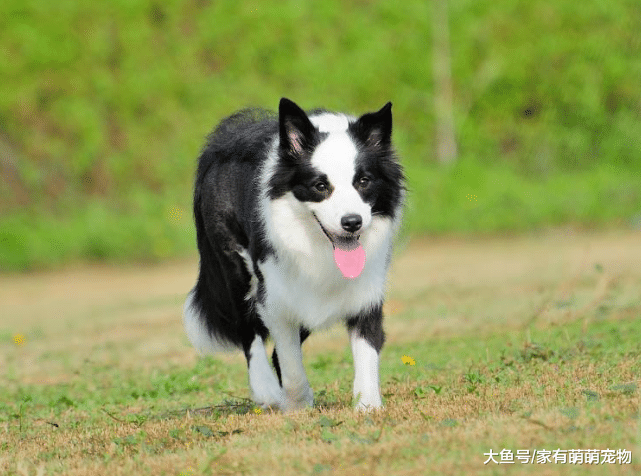 世界上最聪明的5种狗狗, 拉布拉多不上榜, 第一相当于保姆!