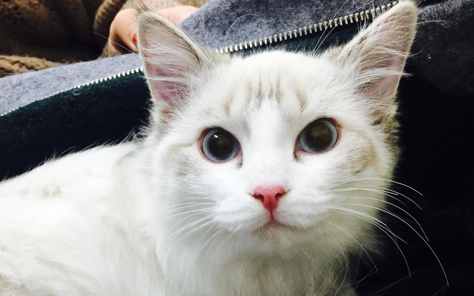 为何猫猫总是盯着东西看, 这里面其实代表着这四个意义