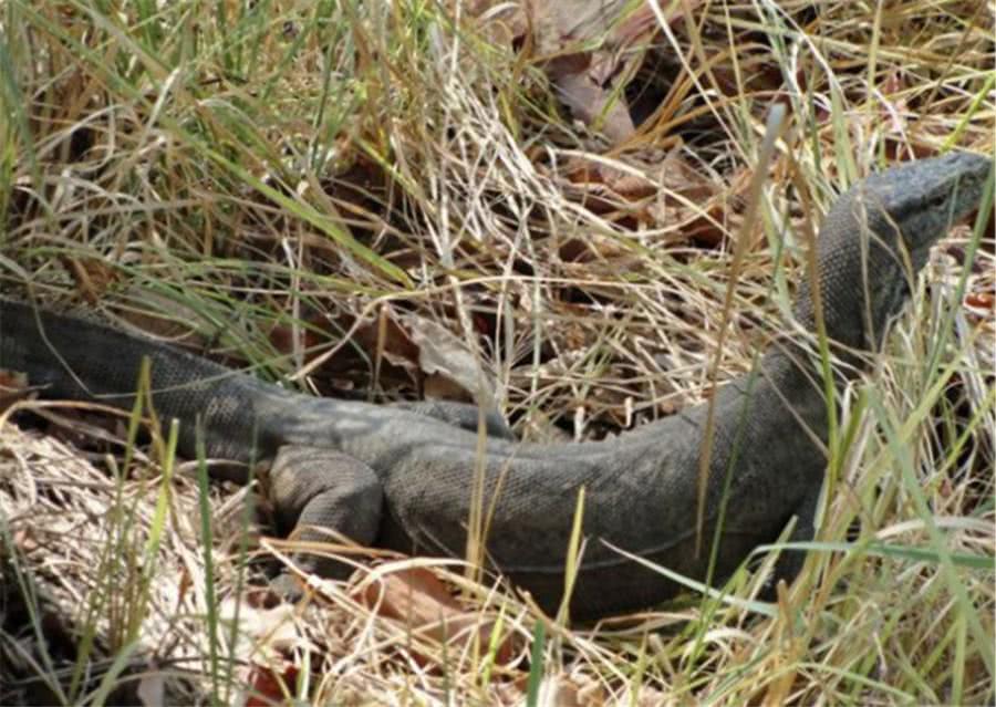 实拍一条巨蜥偷吃蛇卵, 不巧毒蛇及时赶到, 将巨蜥生吞!