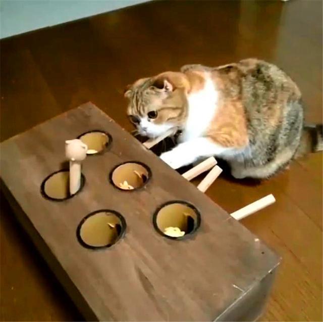 小猫在地鼠机里找老鼠, 可每次松脚都抓不到, 这让猫咪很崩溃!