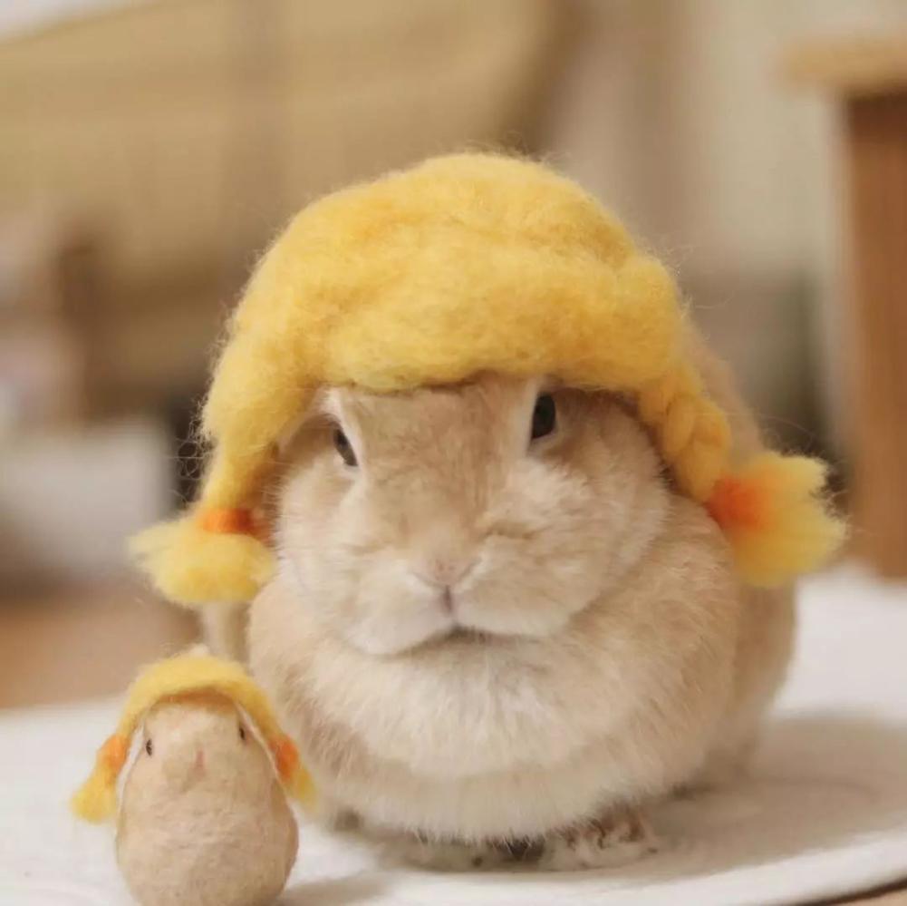 承认吧, 你还没有这只兔兔的头发多