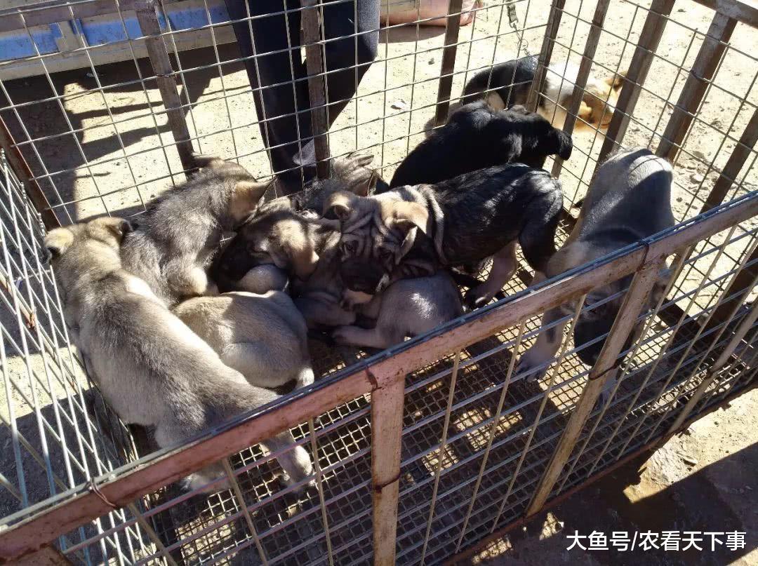 昆明幼犬品相不错, 商贩却不敢叫高价, 直接开700元的低价!